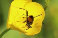 Rutpela nigra