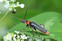 Cantharis fusca