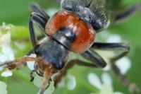 Cantharis fusca
