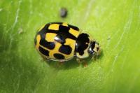 Propylea quatuordecimpunctata