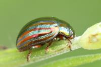 Chrysolina americana