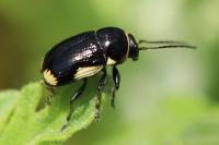 Cryptocephalus moraei
