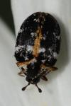 Anthrenus scrophulariae