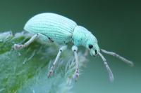 Polydrusus planifrons