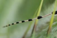 Agapanthia dahli