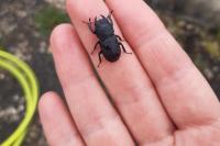 Dorcus parallelipipedus