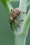 Curculio venosus