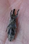 Lixus ochraceus