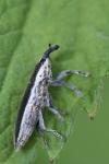 Lixus ochraceus