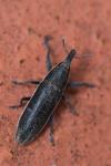Lixus ochraceus