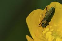 Anthaxia nitidula