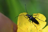 Rutpela nigra