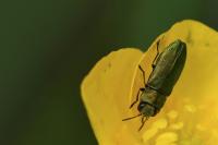Anthaxia nitidula