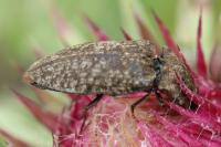 Agrypnus murinus
