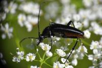 Rutpela nigra