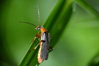 Cantharis pellucida