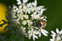 Pachytodes cerambyciformis