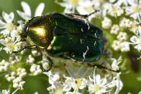 Cetonia aurata
