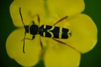 Clytus arietis