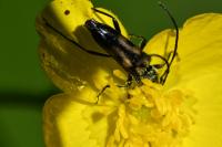 Anoplodera sexguttata