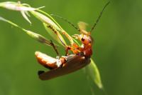 Cantharis livida