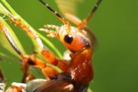 Cantharis livida