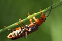 Cantharis livida