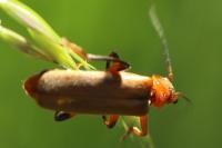 Cantharis livida