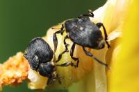 Mononychus punctumalbum