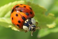 Harmonia axyridis