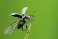 Phyllobius betulinus