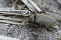 Dascillus cervinus