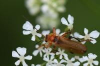Cantharis livida