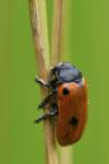 Clytra quadripunctata