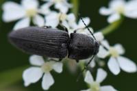 Cidnopus pilosus