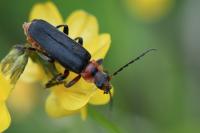 Cantharis rustica