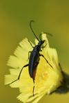 Rutpela nigra