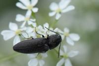 Cidnopus pilosus