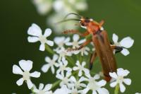 Cantharis livida