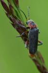 Cantharis rustica