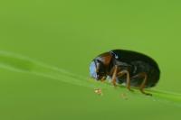 Smaragdina affinis
