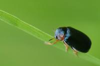 Smaragdina affinis