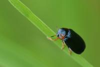 Smaragdina affinis