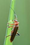 Cantharis livida