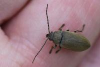 Dascillus cervinus