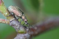 Phyllobius pyri