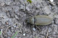 Dascillus cervinus