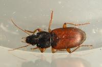 Parophonus mendax