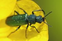 Psilothrix viridicoerulea