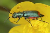 Malachius bipustulatus